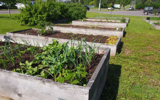 Raised garden boxes with a variety of green plants growing